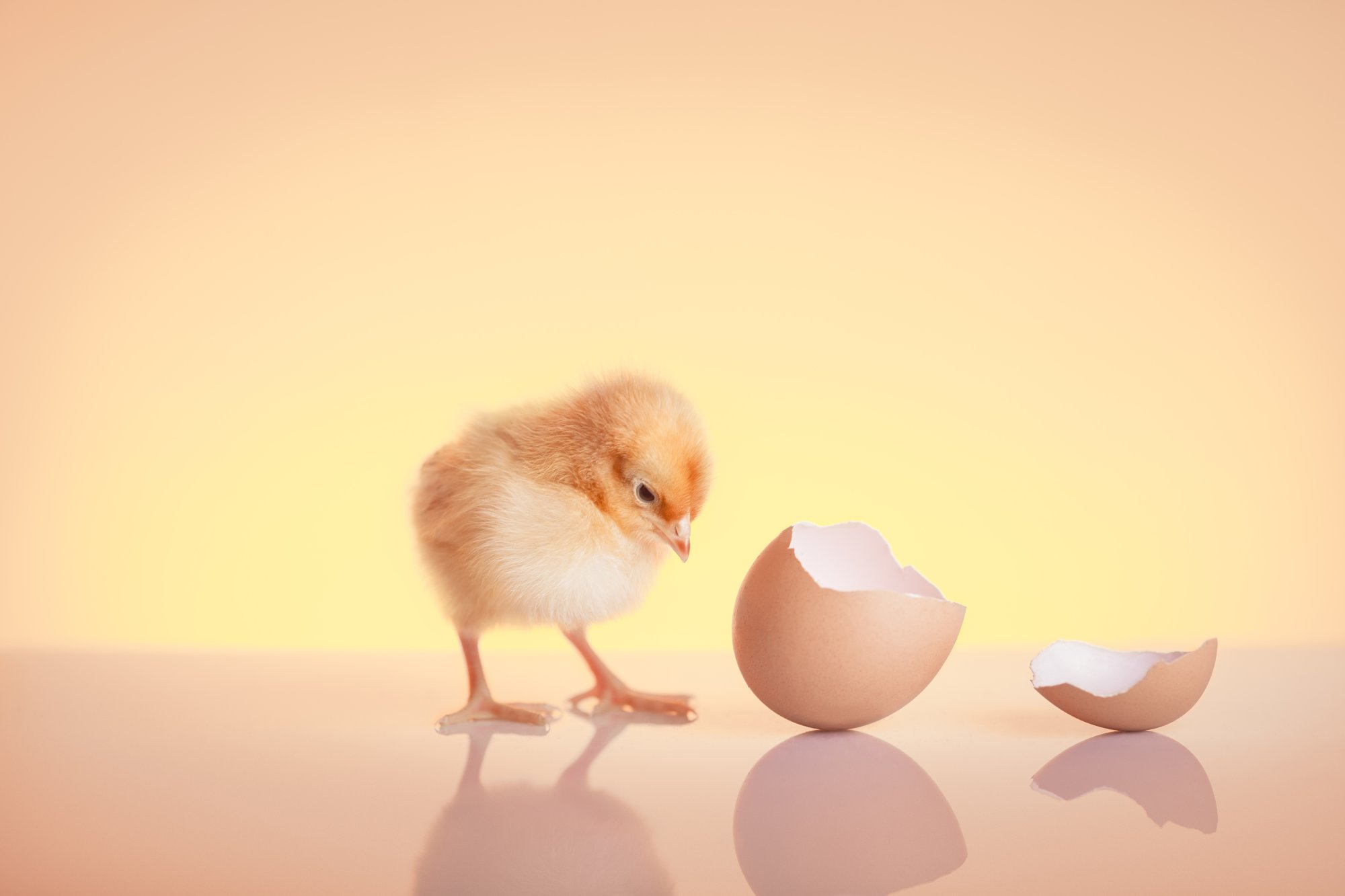 Россельхознадзор раскрыл данные по экспорту продукции животноводства в первом квартале Россельхознадзор раскрыл данные по экспорту продукции животноводства в первом квартале
